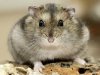 Hamster - dwerghamster | De site over (dwerg)hamsters