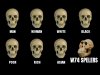 Skull Comparison 29112020234742.jpg