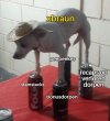 Chihuahua in Hat Balancing on Cans 23032022201909.jpg