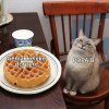 Waffles Cat 10052022193937.jpg