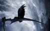 193977-raven-animals-birds-scythe-fantasy_art-748x468.jpg