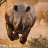 Levitating Rhino